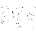 Picture of Flying Birds _GroupedProduct_Rectangle_Landscape_Photography _GroupedProduct_Rectangle_Landscape_Unframed_Print_Only_