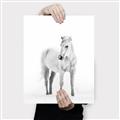 Picture of Solo White Horse _GroupedProduct_Rectangle_Portrait_Photography _GroupedProduct_Rectangle_Portrait_Canvas_