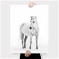 Picture of Solo White Horse _GroupedProduct_Rectangle_Portrait_Photography _GroupedProduct_Rectangle_Portrait_Canvas_