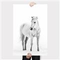 Picture of Solo White Horse _GroupedProduct_Rectangle_Portrait_Photography _GroupedProduct_Rectangle_Portrait_Canvas_