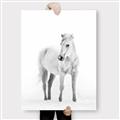 Picture of Solo White Horse _GroupedProduct_Rectangle_Portrait_Photography _GroupedProduct_Rectangle_Portrait_Canvas_