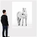 Picture of Solo White Horse _GroupedProduct_Rectangle_Portrait_Photography _GroupedProduct_Rectangle_Portrait_Canvas_