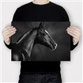 Picture of Black Beauty _GroupedProduct_Rectangle_Landscape_Photography _GroupedProduct_Rectangle_Landscape_Canvas_