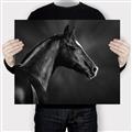 Picture of Black Beauty _GroupedProduct_Rectangle_Landscape_Photography _GroupedProduct_Rectangle_Landscape_Canvas_