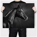 Picture of Black Beauty _GroupedProduct_Rectangle_Landscape_Photography _GroupedProduct_Rectangle_Landscape_Canvas_