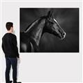 Picture of Black Beauty _GroupedProduct_Rectangle_Landscape_Photography _GroupedProduct_Rectangle_Landscape_Canvas_