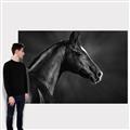 Picture of Black Beauty _GroupedProduct_Rectangle_Landscape_Photography _GroupedProduct_Rectangle_Landscape_Canvas_