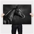 Picture of Black Beauty _GroupedProduct_Rectangle_Landscape_Photography _GroupedProduct_Rectangle_Landscape_Canvas_