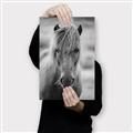 Picture of Icelandic horse in black and white _GroupedProduct_Rectangle_Portrait_Photography _GroupedProduct_Rectangle_Portrait_Canvas_