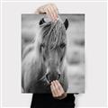 Picture of Icelandic horse in black and white _GroupedProduct_Rectangle_Portrait_Photography _GroupedProduct_Rectangle_Portrait_Canvas_