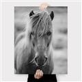 Picture of Icelandic horse in black and white _GroupedProduct_Rectangle_Portrait_Photography _GroupedProduct_Rectangle_Portrait_Canvas_