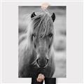 Picture of Icelandic horse in black and white _GroupedProduct_Rectangle_Portrait_Photography _GroupedProduct_Rectangle_Portrait_Canvas_