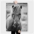 Picture of Icelandic horse in black and white _GroupedProduct_Rectangle_Portrait_Photography _GroupedProduct_Rectangle_Portrait_Canvas_