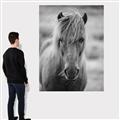 Picture of Icelandic horse in black and white _GroupedProduct_Rectangle_Portrait_Photography _GroupedProduct_Rectangle_Portrait_Canvas_