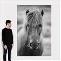 Picture of Icelandic horse in black and white _GroupedProduct_Rectangle_Portrait_Photography _GroupedProduct_Rectangle_Portrait_Canvas_