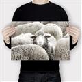Picture of Sheepish _GroupedProduct_Rectangle_Landscape_Photography _GroupedProduct_Rectangle_Landscape_Canvas_