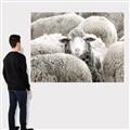 Picture of Sheepish _GroupedProduct_Rectangle_Landscape_Photography _GroupedProduct_Rectangle_Landscape_Canvas_