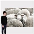Picture of Sheepish _GroupedProduct_Rectangle_Landscape_Photography _GroupedProduct_Rectangle_Landscape_Canvas_