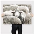 Picture of Sheepish _GroupedProduct_Rectangle_Landscape_Photography _GroupedProduct_Rectangle_Landscape_Canvas_