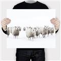 Picture of Sheep Party _GroupedProduct_Rectangle_Landscape_Photography _GroupedProduct_Rectangle_Landscape_Canvas_