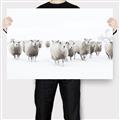 Picture of Sheep Party _GroupedProduct_Rectangle_Landscape_Photography _GroupedProduct_Rectangle_Landscape_Canvas_