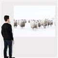 Picture of Sheep Party _GroupedProduct_Rectangle_Landscape_Photography _GroupedProduct_Rectangle_Landscape_Canvas_