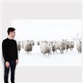 Picture of Sheep Party _GroupedProduct_Rectangle_Landscape_Photography _GroupedProduct_Rectangle_Landscape_Canvas_