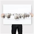 Picture of Sheep Party _GroupedProduct_Rectangle_Landscape_Photography _GroupedProduct_Rectangle_Landscape_Canvas_