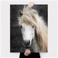 Picture of Stallion _GroupedProduct_Rectangle_Portrait_Photography _GroupedProduct_Rectangle_Portrait_Canvas_