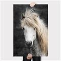 Picture of Stallion _GroupedProduct_Rectangle_Portrait_Photography _GroupedProduct_Rectangle_Portrait_Canvas_