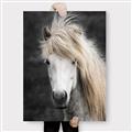 Picture of Stallion _GroupedProduct_Rectangle_Portrait_Photography _GroupedProduct_Rectangle_Portrait_Canvas_