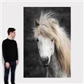 Picture of Stallion _GroupedProduct_Rectangle_Portrait_Photography _GroupedProduct_Rectangle_Portrait_Canvas_