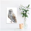 Picture of Watercolour Owl  _GroupedProduct_Rectangle_Portrait_Canvas_