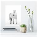 Picture of Solo White Horse _GroupedProduct_Rectangle_Portrait_Photography _GroupedProduct_Rectangle_Portrait_Canvas_