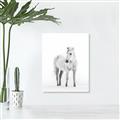 Picture of Solo White Horse _GroupedProduct_Rectangle_Portrait_Photography _GroupedProduct_Rectangle_Portrait_Canvas_