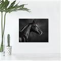 Picture of Black Beauty _GroupedProduct_Rectangle_Landscape_Photography _GroupedProduct_Rectangle_Landscape_Canvas_