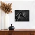 Picture of Black Beauty _GroupedProduct_Rectangle_Landscape_Photography _GroupedProduct_Rectangle_Landscape_Canvas_