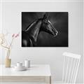 Picture of Black Beauty _GroupedProduct_Rectangle_Landscape_Photography _GroupedProduct_Rectangle_Landscape_Canvas_