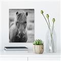 Picture of Icelandic horse in black and white _GroupedProduct_Rectangle_Portrait_Photography _GroupedProduct_Rectangle_Portrait_Canvas_