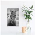 Picture of Icelandic horse in black and white _GroupedProduct_Rectangle_Portrait_Photography _GroupedProduct_Rectangle_Portrait_Canvas_