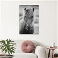 Picture of Icelandic horse in black and white _GroupedProduct_Rectangle_Portrait_Photography _GroupedProduct_Rectangle_Portrait_Canvas_
