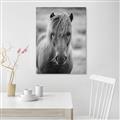 Picture of Icelandic horse in black and white _GroupedProduct_Rectangle_Portrait_Photography _GroupedProduct_Rectangle_Portrait_Canvas_
