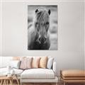 Picture of Icelandic horse in black and white _GroupedProduct_Rectangle_Portrait_Photography _GroupedProduct_Rectangle_Portrait_Canvas_