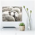 Picture of Sheepish _GroupedProduct_Rectangle_Landscape_Photography _GroupedProduct_Rectangle_Landscape_Canvas_