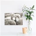 Picture of Sheepish _GroupedProduct_Rectangle_Landscape_Photography _GroupedProduct_Rectangle_Landscape_Canvas_