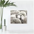 Picture of Sheepish _GroupedProduct_Rectangle_Landscape_Photography _GroupedProduct_Rectangle_Landscape_Canvas_