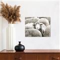 Picture of Sheepish _GroupedProduct_Rectangle_Landscape_Photography _GroupedProduct_Rectangle_Landscape_Canvas_