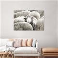Picture of Sheepish _GroupedProduct_Rectangle_Landscape_Photography _GroupedProduct_Rectangle_Landscape_Canvas_