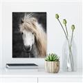 Picture of Stallion _GroupedProduct_Rectangle_Portrait_Photography _GroupedProduct_Rectangle_Portrait_Canvas_