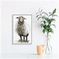 Picture of Watercolour Sheep  _GroupedProduct_Rectangle_Portrait_Canvas_Framed_